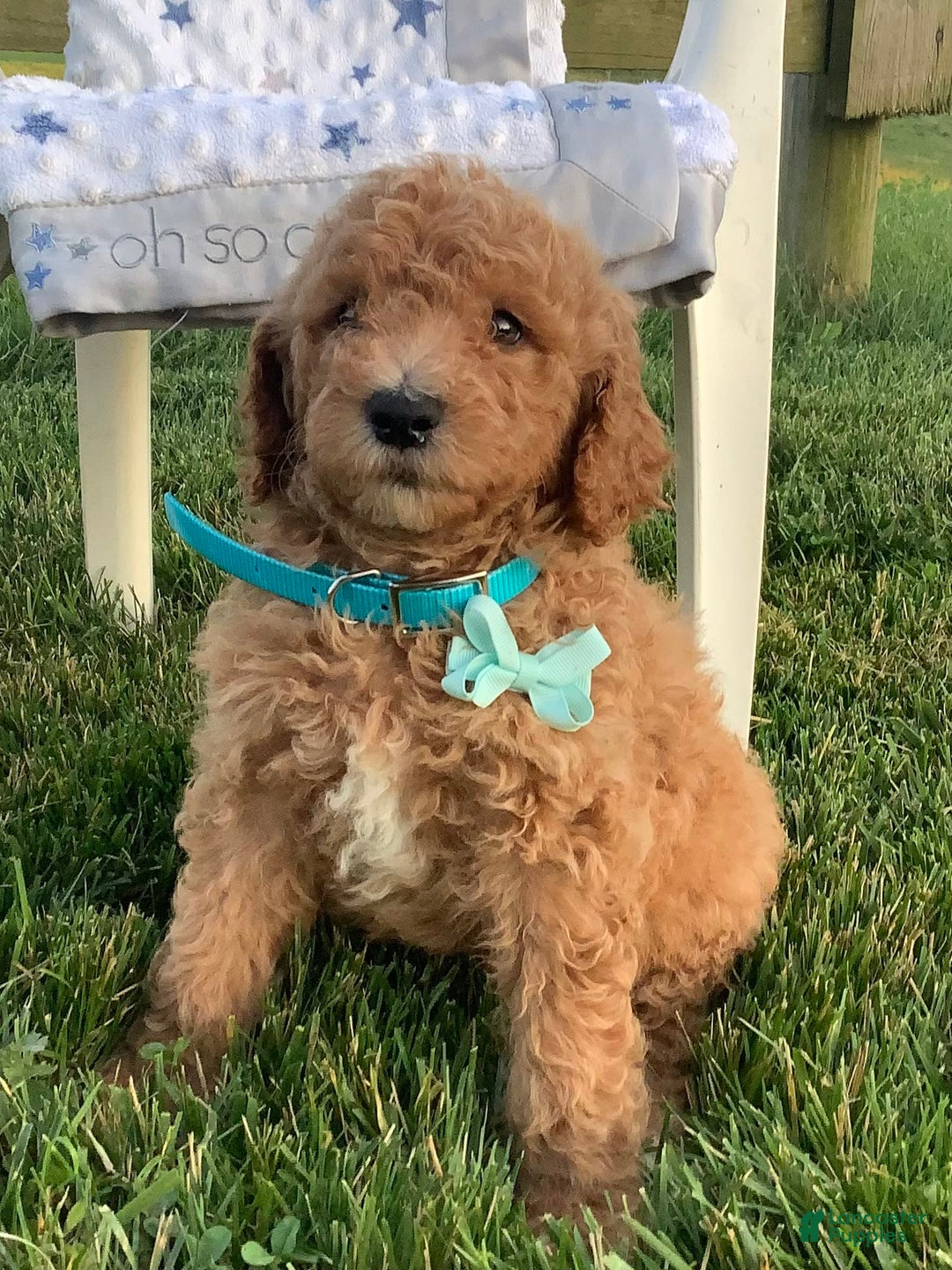 Goldendoodle dogs for sale: Kobe F2b - Image 1