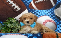 Bichpoo dogs for sale: Jedd - Image 5