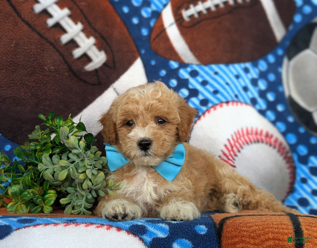 Bichpoo dogs for sale: Jedd - Image 5