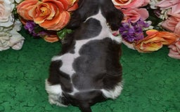 Cocker Spaniel dogs for sale: Acechocolatetanparticockerpuppy - Image 8
