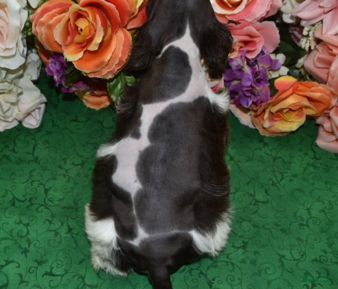 Cocker Spaniel dogs for sale: Acechocolatetanparticockerpuppy - Image 8