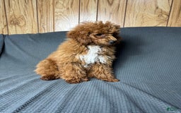 Toy Poodle dogs for sale: Maxi - Image 17