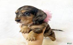 Miniature Dachshund dogs for sale: Akc Violet - Image 3