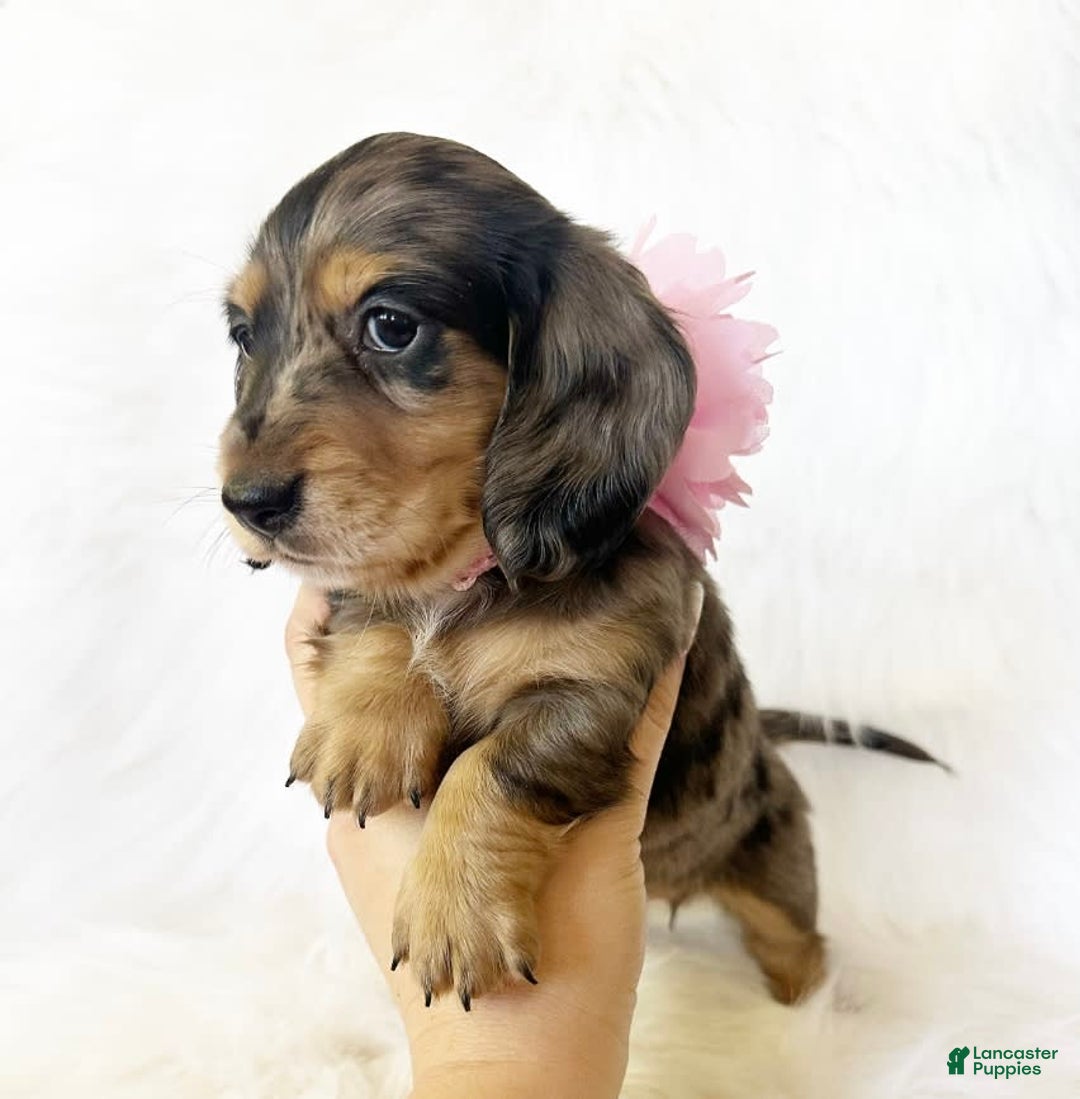 Miniature Dachshund dogs for sale: Akc Violet - Image 3
