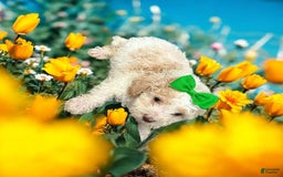 Cavapoo dogs for sale: Biscotti - Image 7