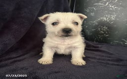 West Highland Terrier dogs for sale: Max - Image 2