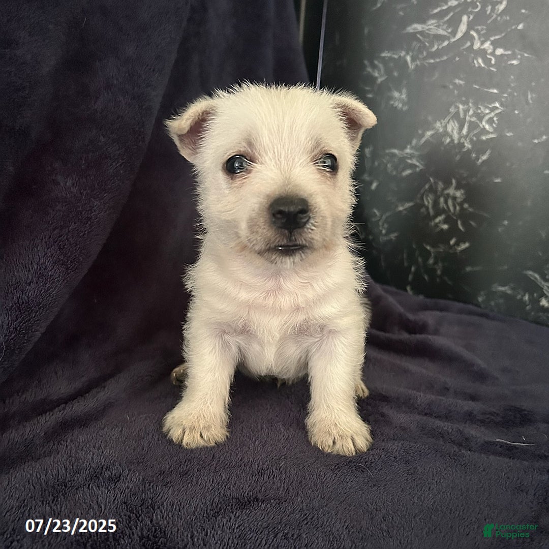 West Highland Terrier dogs for sale: Max - Image 2