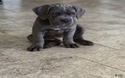 Cane Corso dogs for sale: Kane - Image 3