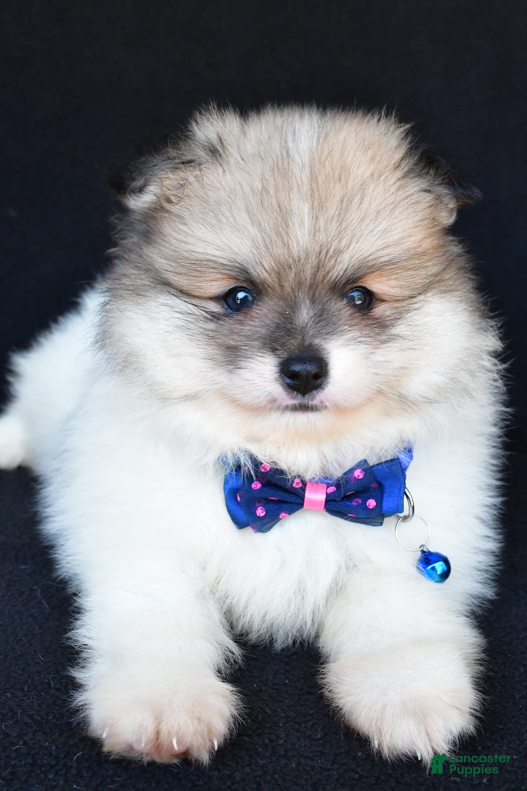 Pomeranian dogs for sale: Teddy - Image 2