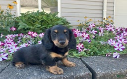 Miniature Dachshund dogs for sale: Miles - Image 10