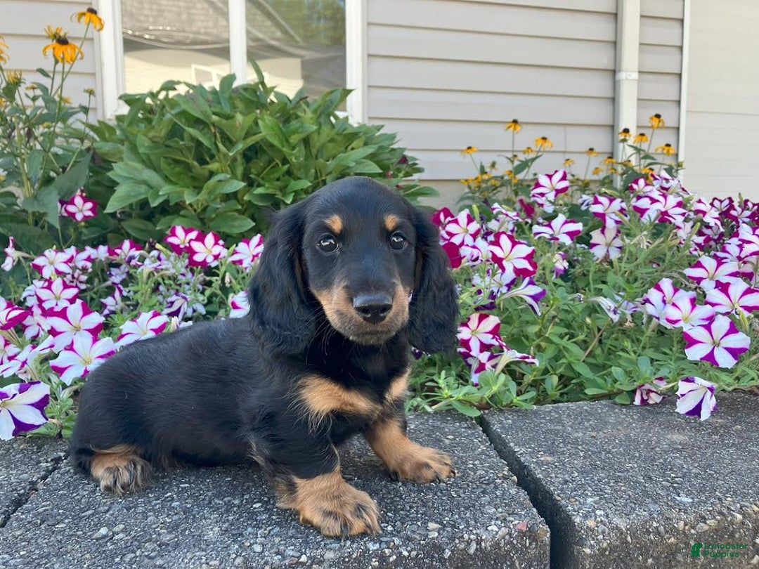 Miniature Dachshund dogs for sale: Miles - Image 10