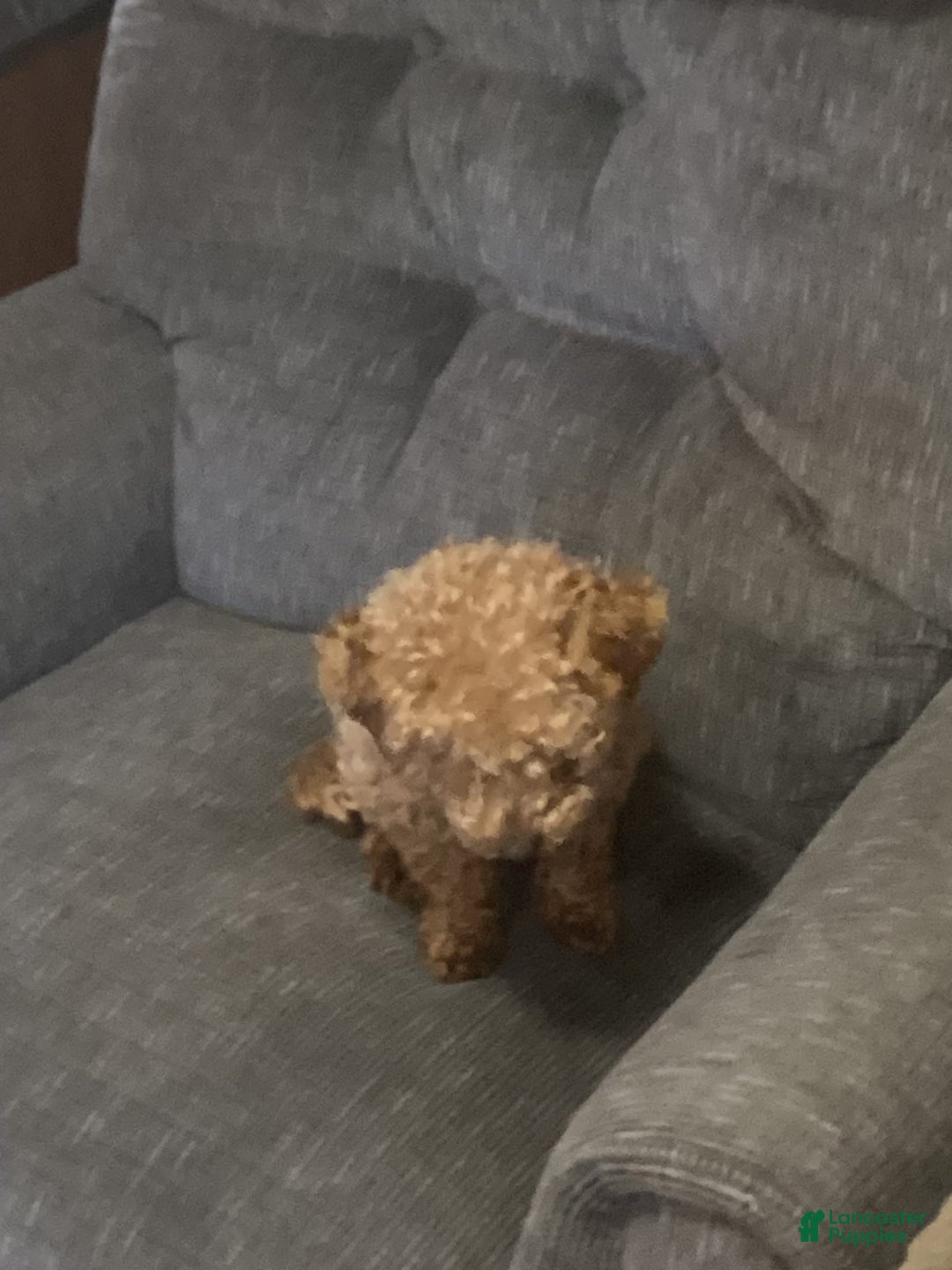 Toy Poodle dogs for sale: Lady red - Image 5