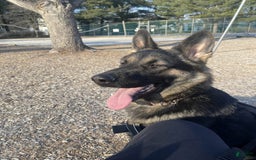 German Shepherd dogs for sale: Luna - Image 2