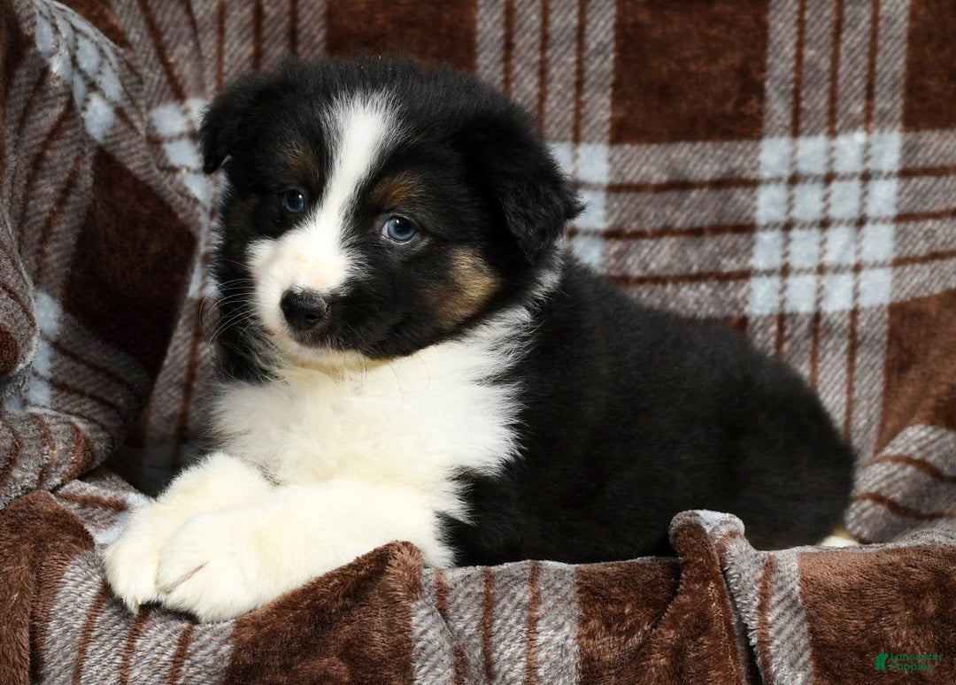 Australian Shepherd dogs for sale: Beulah - Image 4