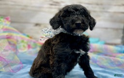 Standard Poodle dogs for sale: Gypsy - Image 5