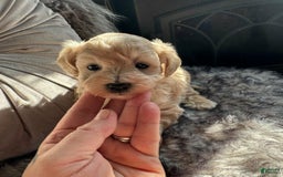 Maltipoo dogs for sale: Lisa - Image 1
