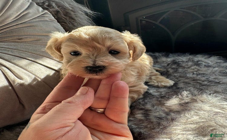 Maltipoo dogs for sale - Ad 5
