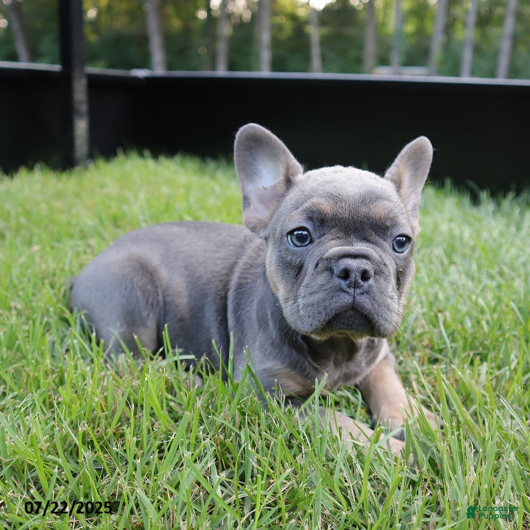 French Bulldog dogs for sale: Rose - Image 5