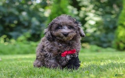 Miniature Poodle dogs for sale: Miniature Poodle 2 puppies - Image 3