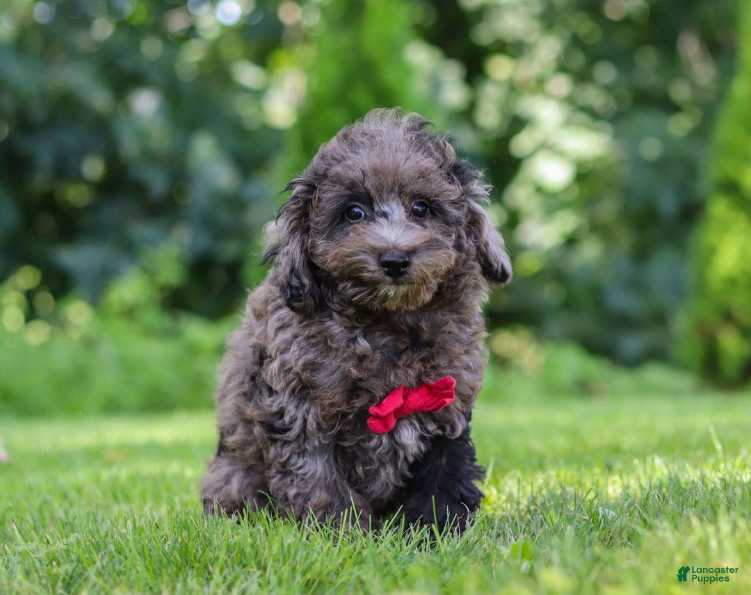 Miniature Poodle dogs for sale: Miniature Poodle 2 puppies - Image 3