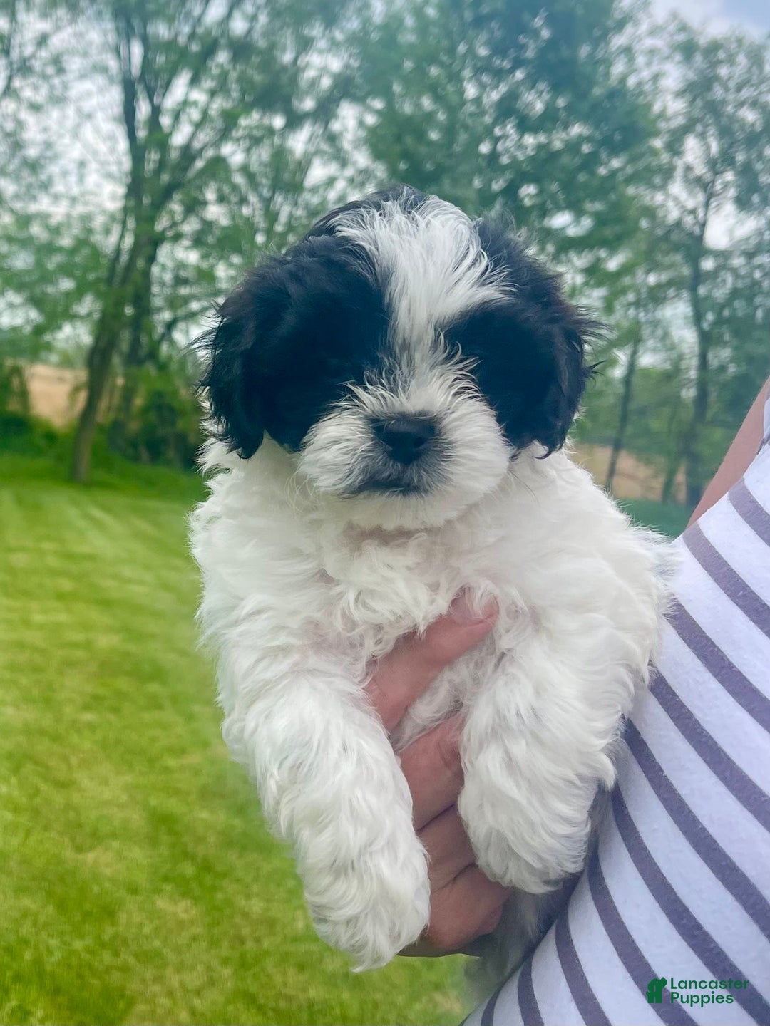 Shih Tzu dogs for sale: Teddy - Image 3