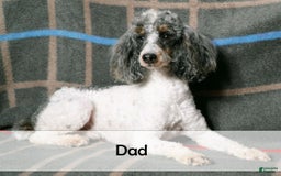 Mini Bernedoodle dogs for sale: Liberty - Image 13