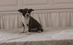 Boston Terrier dogs for sale: Sugar - Image 14