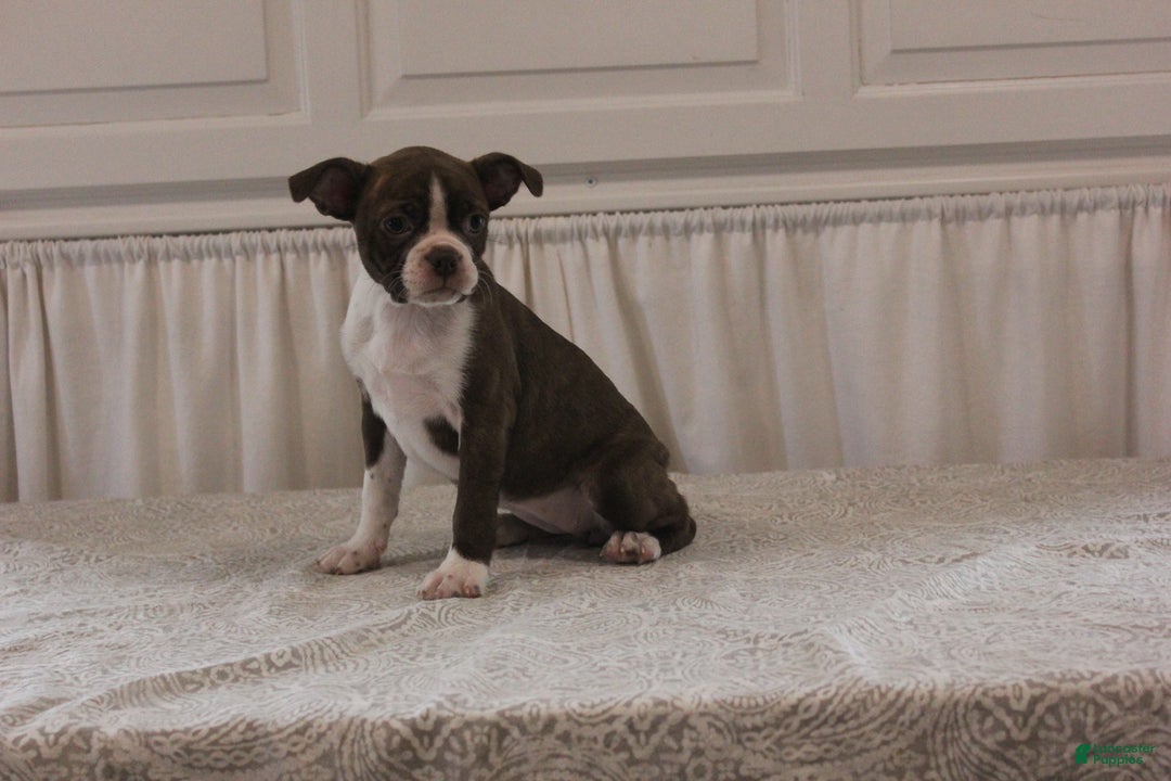 Boston Terrier dogs for sale: Sugar - Image 14
