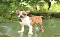Boston Terrier dogs for sale: Nikki - Image 6