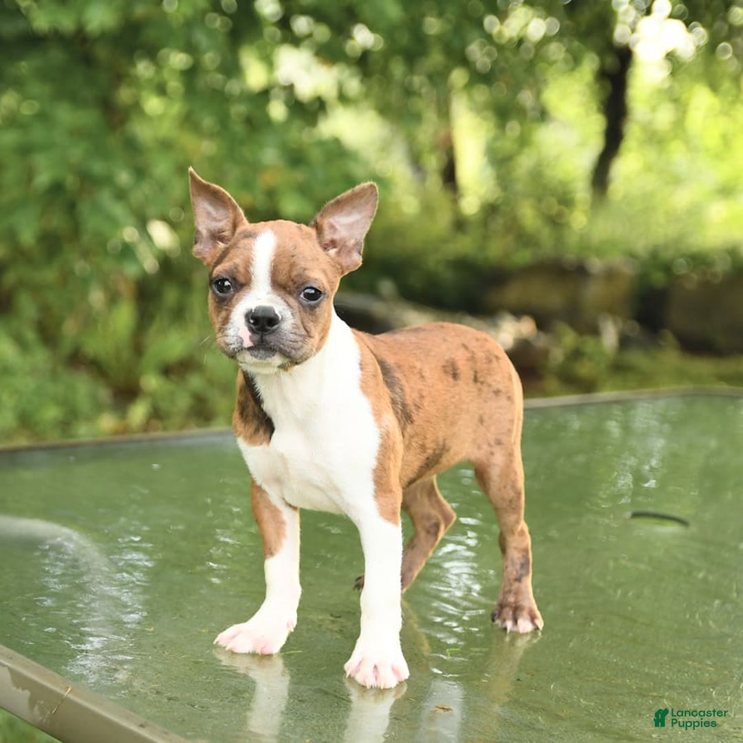 Boston Terrier dogs for sale: Nikki - Image 6