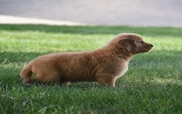 Golden Retriever dogs for sale: Golden Retriever 8 puppies - Image 24