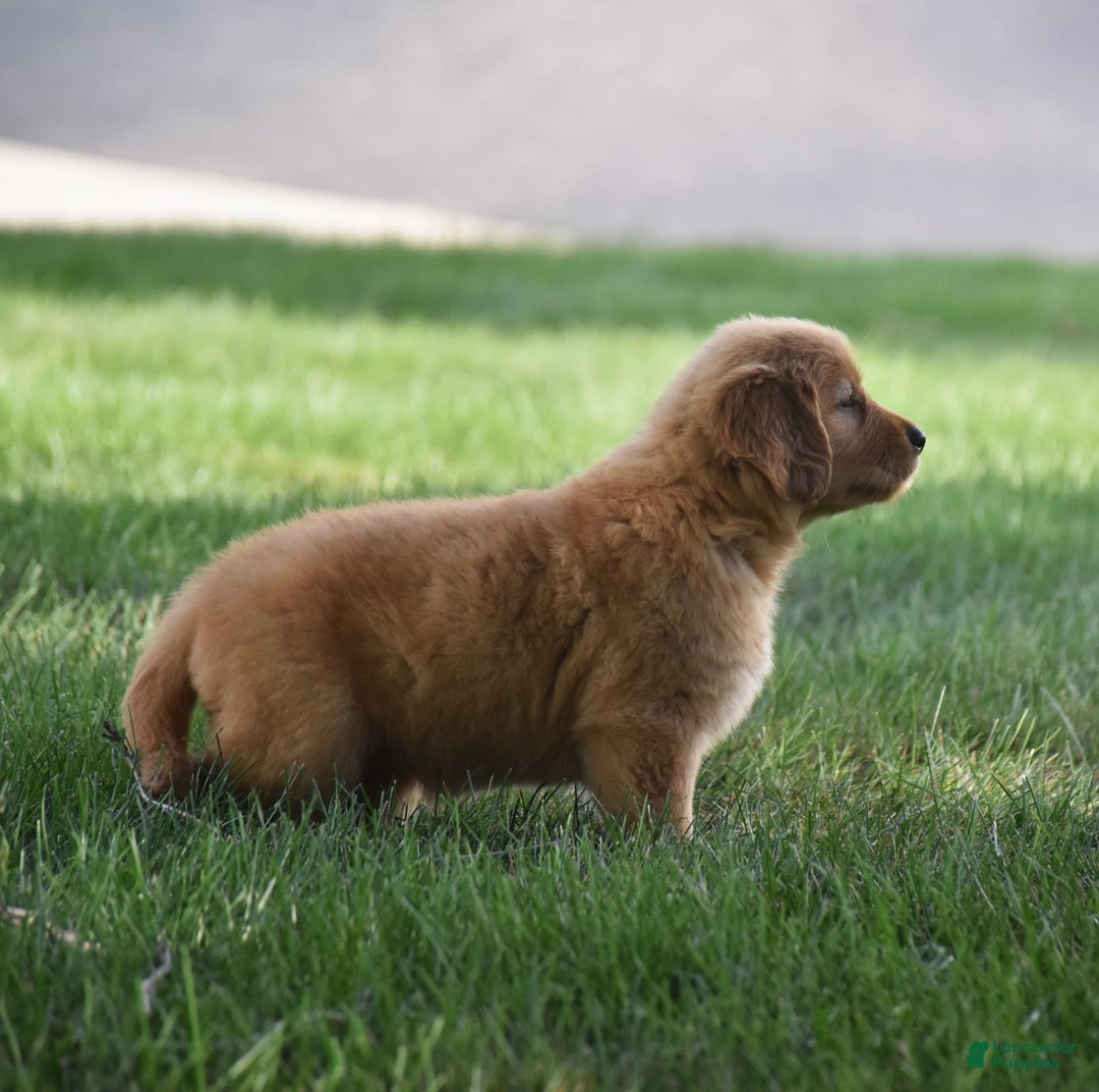 Golden Retriever dogs for sale: Golden Retriever 8 puppies - Image 24