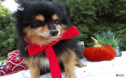 Pomeranian dogs for sale: Roger - Image 1