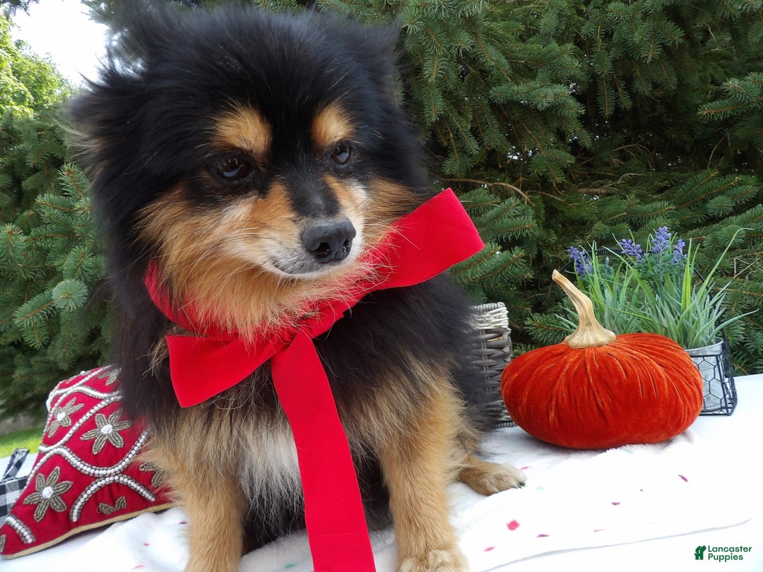 Pomeranian dogs for sale: Roger - Image 1
