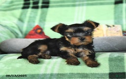 Yorkshire Terrier dogs for sale: Leo - Image 5