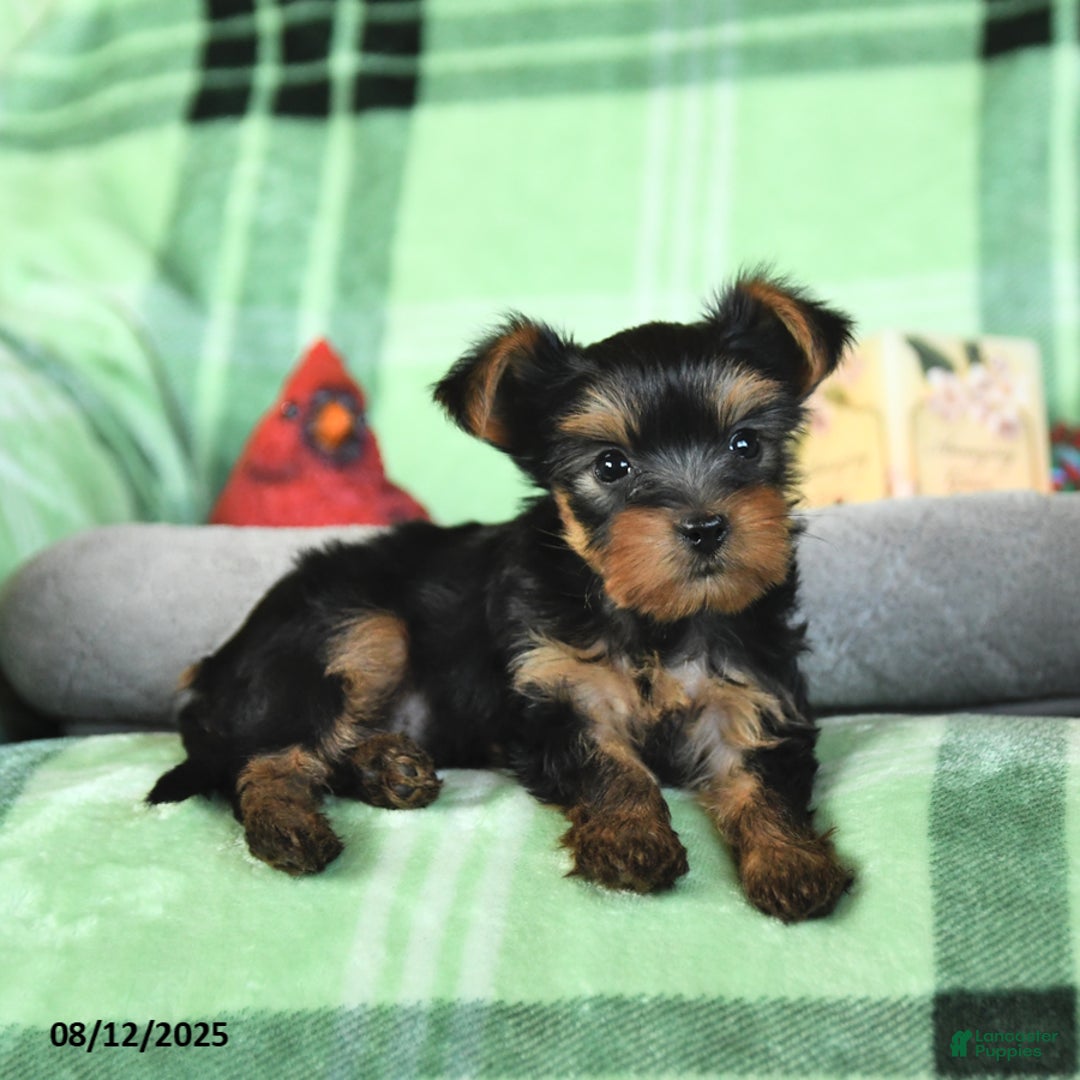 Yorkshire Terrier dogs for sale: Leo - Image 5