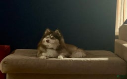 Pomsky dogs for sale: Dove - Image 10