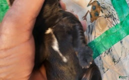 Miniature Schnauzer dogs for sale: Girl3 - Image 15