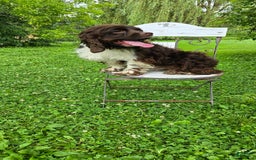 Cocker Spaniel dogs for sale: Benji - Image 2