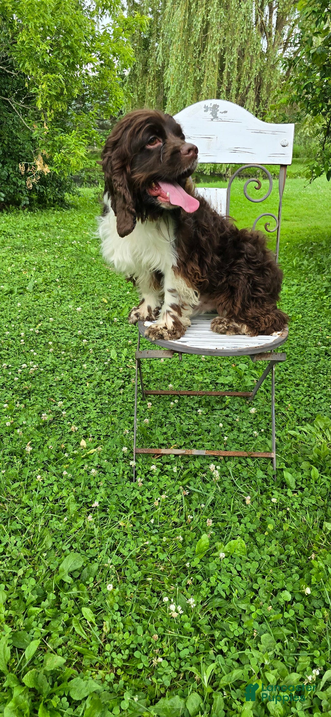 Cocker Spaniel dogs for sale: Benji - Image 2