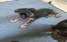 Brussels Griffon dogs for sale: Gilbert - Image 1