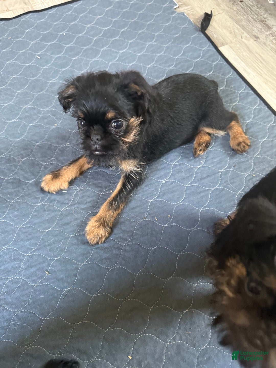 Brussels Griffon dogs for sale: Gilbert - Image 1