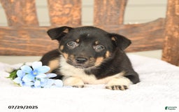 Australian Cattle Dog dogs for sale: Martha - Image 3