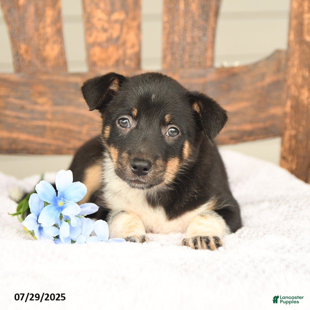 Australian Cattle Dog dogs for sale: Martha - Image 3