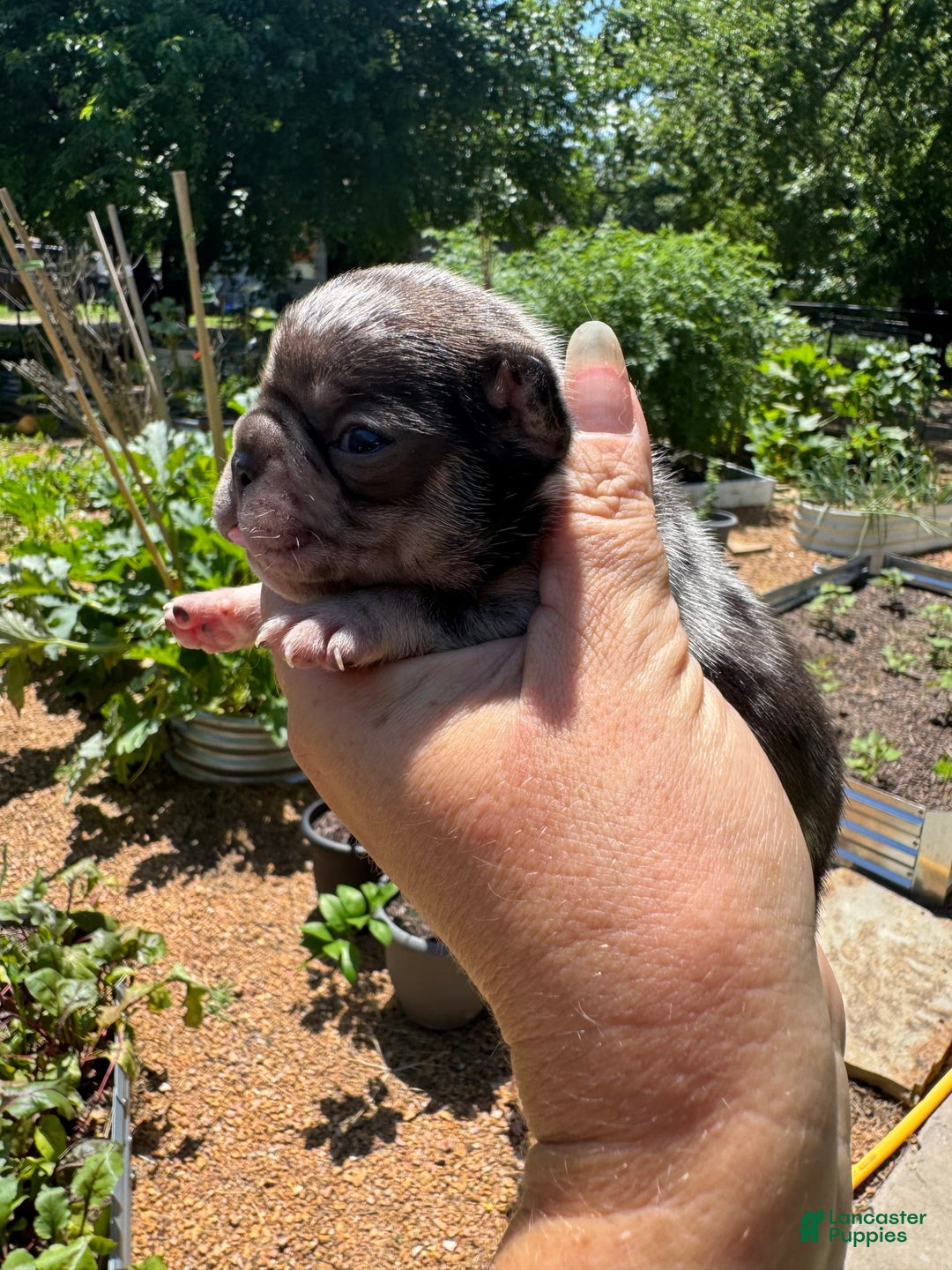 French Bulldog dogs for sale: Chance - Image 15