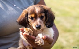 Miniature Dachshund dogs for sale: Bear - Image 1