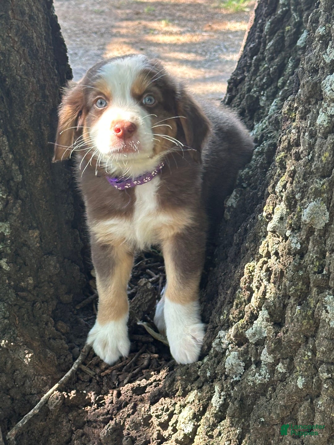 Australian Shepherd dogs for sale: Shai - Image 1