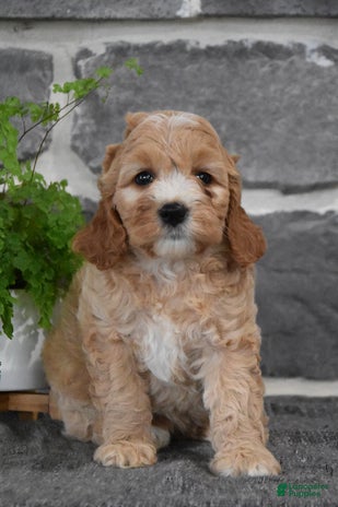 Cockapoo dogs for sale - Ad 1