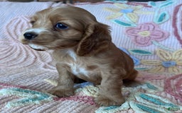 Cocker Spaniel dogs for sale: Sadie - Image 4