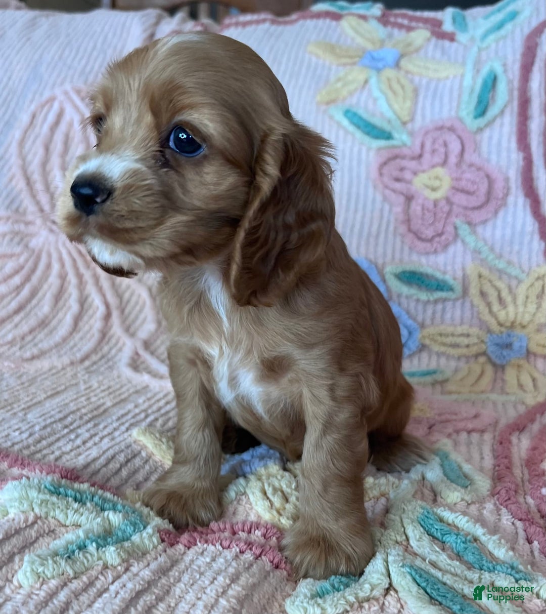 Cocker Spaniel dogs for sale: Sadie - Image 4